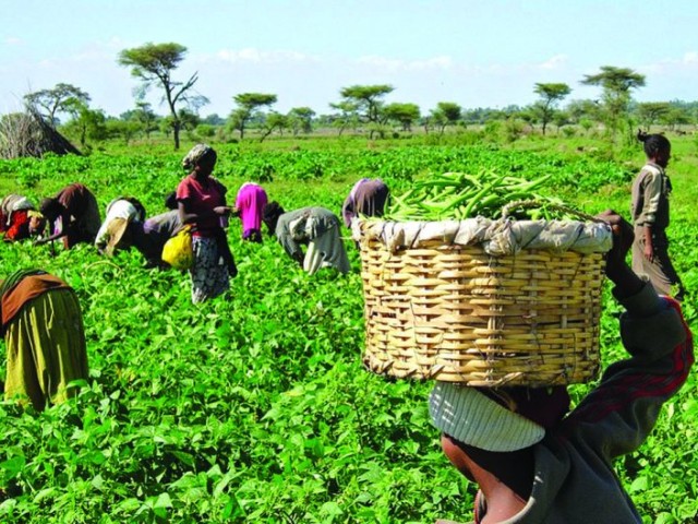 Farmers