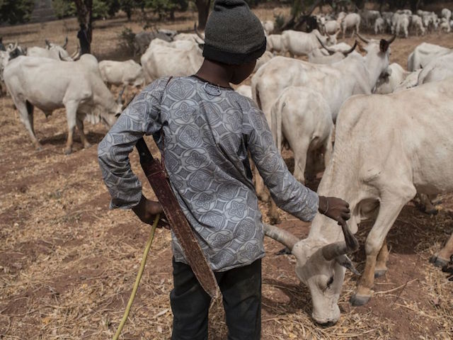 Livestock